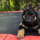Lucio, uno de los cachorros de Gizmodo, que reprobó en la escuela de perros guía
